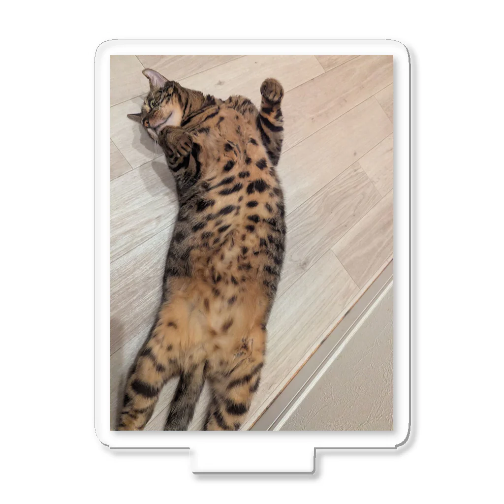Acrylic desk stand of Munch the Bengal cat stretched out full length