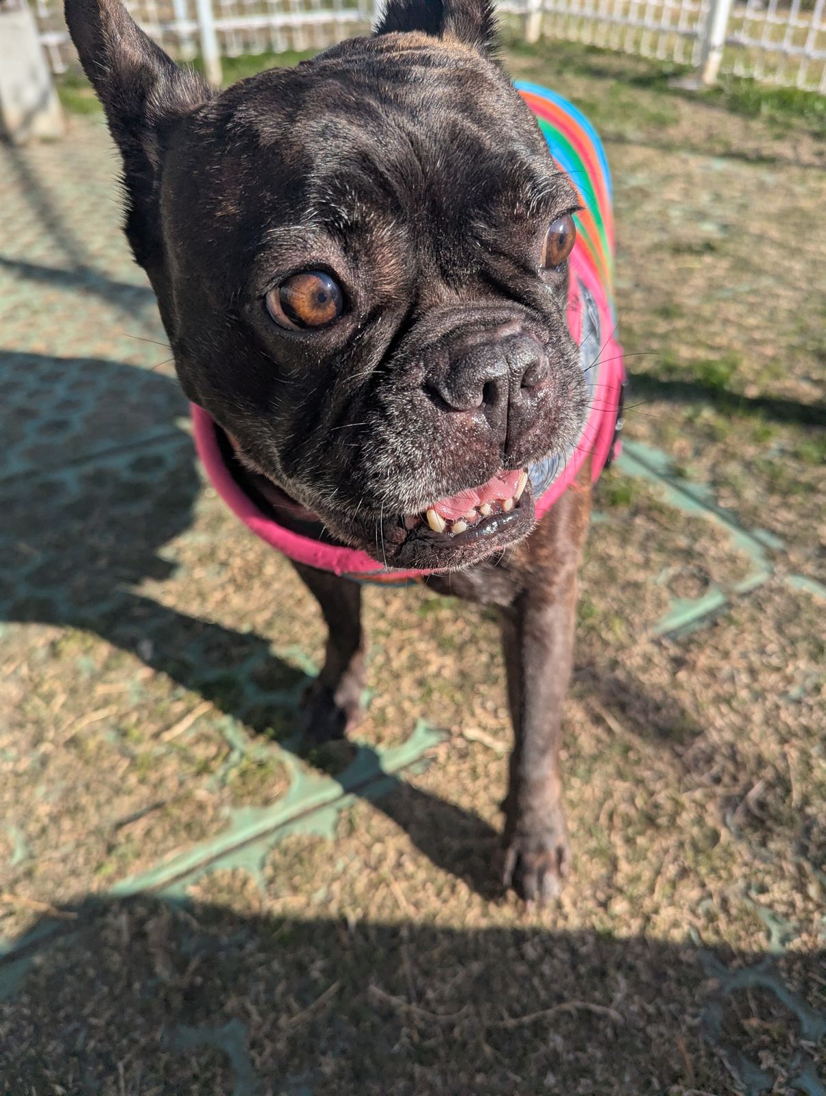 Gunso the black brindle French Bulldog squinting in bright sun