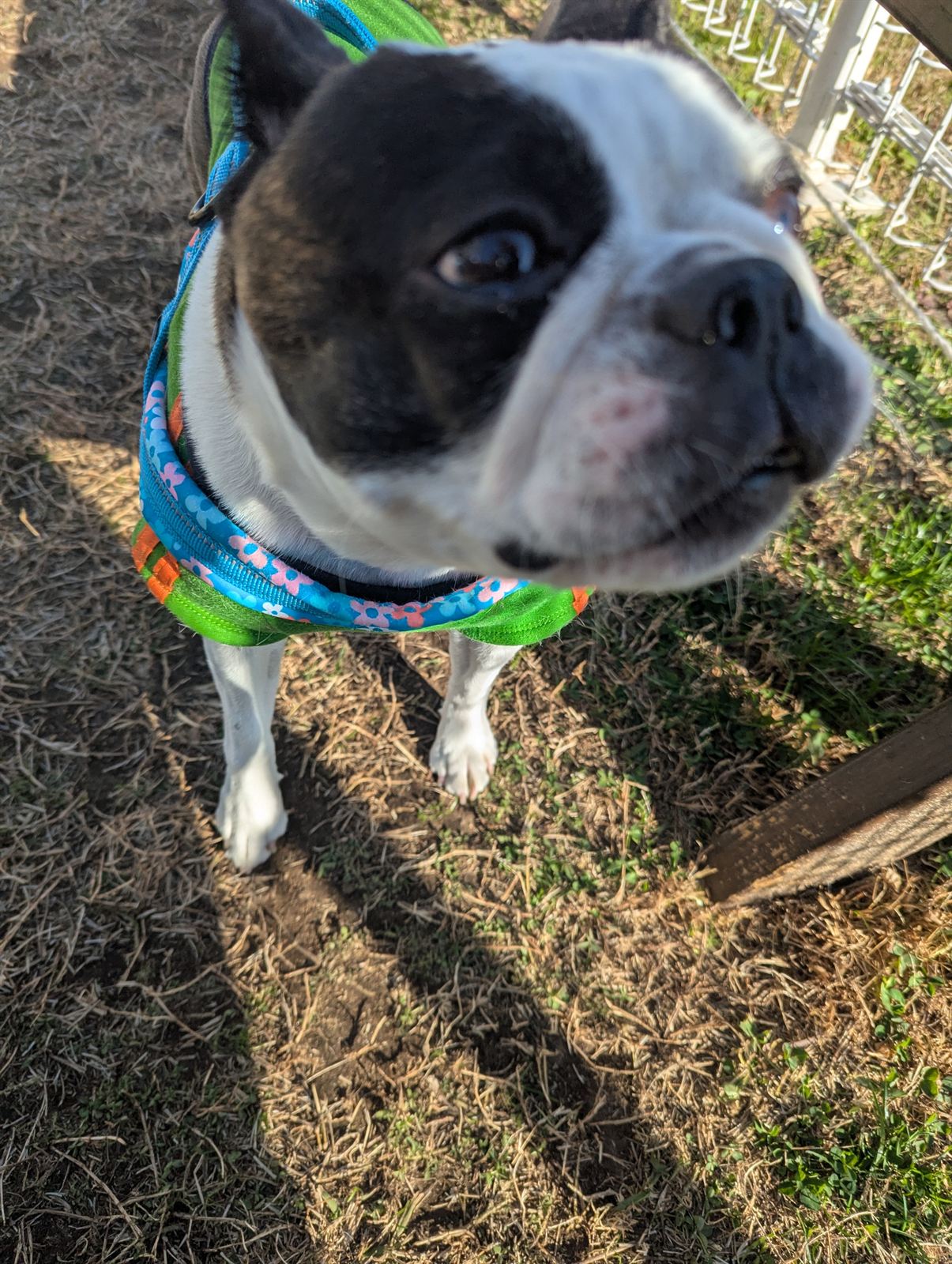 Ponsuke the Boston Terrier looking directly at the camera